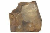 Paleocene Fossil Leaf (Cocculus) - North Dakota #189438-1